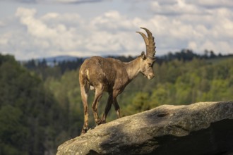 One adult male ibex (Capra ibex) standing on a rock. A forest in the background