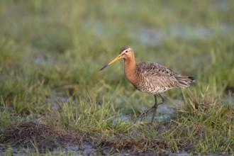 Black-tailed godwit (Limosa limosa), in a wet meadow, Ochsenmoor, Dümmer, Lemförde, Lower Saxony,