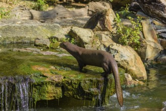 One giant otter or giant river otter (Pteronura brasiliensis) jumps out of the river onto a mossy