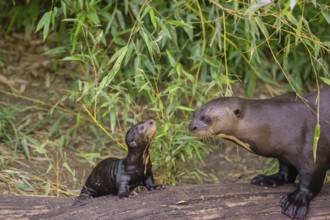 A two-year-old giant otter or giant river otter (Pteronura brasiliensis) cares for a 2-month-old