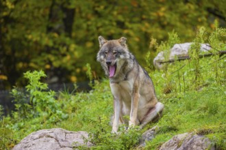An adult male eurasian gray wolf (Canis lupus lupus) sits on a green meadow on hilly terrain