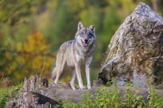 One eurasian gray wolf (Canis lupus lupus) stands on a log in front of a rock between green