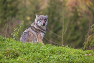An adult male eurasian gray wolf (Canis lupus lupus) sits on a green meadow on hilly terrain,
