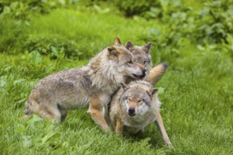 Three adult male eurasian gray wolves (Canis lupus lupus), social behaviour, dominance