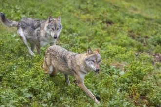 Two adult eurasian gray wolves (Canis lupus lupus) walking through the green undergrowth at a