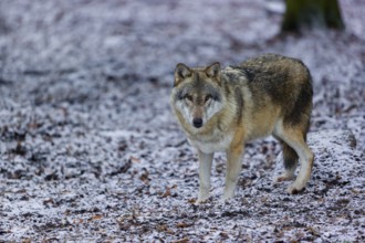 One eurasian gray wolf (Canis lupus lupus) stands on a snowy meadow in an open forest