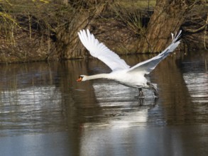Mute Swan (Cygnus olor), male bird, taking off, nearly in flight across a frozen lake, Hesse,