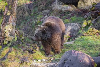An adult female brown bear (Ursus arctos arctos) walks through hilly terrain with trees and rocks