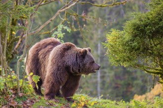 An adult female brown bear (Ursus arctos arctos) walks on a hilly terrain with trees and rocks