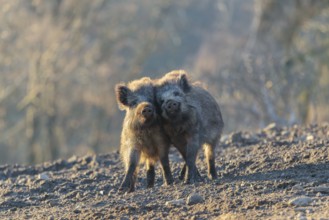 Two young wild boars (Sus scrofa) play fighting and dominance on a frozen field on a sunny day. A