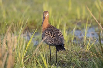 Black-tailed godwit (Limosa limosa), Ochsenmoor, Dümmer, Lemförde, Lower Saxony, Germany, Europe