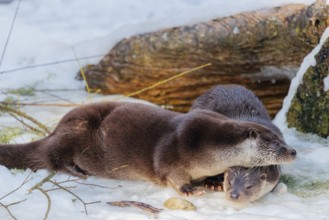 On a sunny day two otters (Lutra lutra) sit in the snow in front of a root of a dead tree