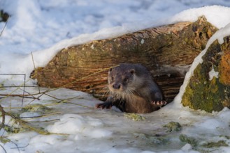 On a sunny day, an otter (Lutra lutra) leaves the river through a hole in the ice hidden under the