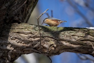 A nuthatch (Sitta europaea) sitting on a branch and looking for food, Magdeburg City Park,