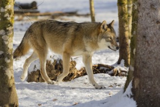 An adult female grey wolf (Canis lupus lupus) walks across the snowy forest floor on a cold, sunny