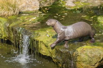 One giant otter or giant river otter (Pteronura brasiliensis) standing above a little cascade on a