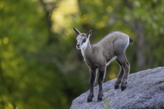 One young Chamois (Rupicapra rupicapra) standing on a rock. A green forest in the background
