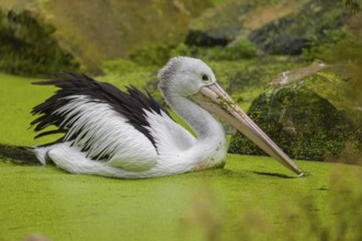 An Australian pelican (Pelecanus conspicillatus) swims in a duckweed-covered pond