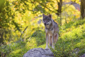 A eurasian gray wolf (Canis lupus lupus) stands on a hill with a colourful fall foliage in the