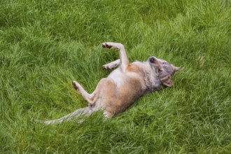 An adult male eurasian gray wolves (Canis lupus lupus) rolls on a meadow to strip off the winter