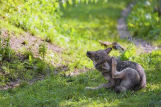 A gray wolf pup (Canis lupus lupus) sits on a green meadow and scratches himself with his hindleg