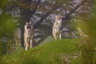 Two Eurasian gray wolves (Canis lupus lupus) stand on a foggy day, framed by leaves, on a hill