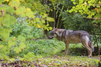 A eurasian gray wolf (Canis lupus lupus) stands in the green undergrowth at a forest edge