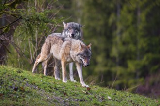A female eurasian gray wolf (Canis lupus lupus) runs across a meadow down a hill, past a male wolf