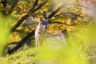 A Eurasian gray wolf (Canis lupus lupus) stands, framed by leaves, on a hill between rocks and