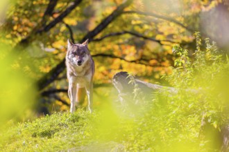 A Eurasian gray wolf (Canis lupus lupus) stands, framed by leaves, on a hill between rocks and