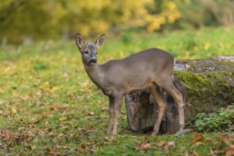 One young Roe Deer buck, (Capreolus capreolus), stands on a meadow. A tree in fall foliage is in