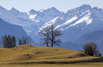 Group of trees, snow-covered mountains of the Allgäu Alps in the background, near Schöllang,