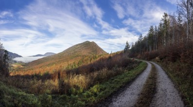 Forest road through the forest with a view of the Schwarzenberg, Puch bei Hallein, Osterhorngruppe,