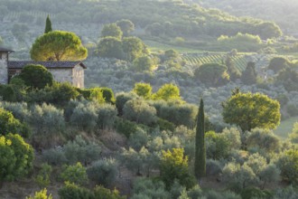 Tuscan landscape next to greve in Chianti and Montefioralle, country estate with vineyards,
