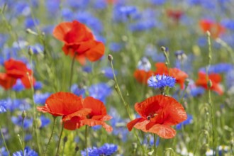 Cornflowers (Centaurea cyanus) and poppies (Papaver) blooming at the edge of a faded rape field