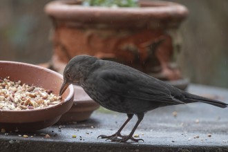 Female blackbird (Turdus merula) at a bowl of flowers with food, Bavaria, Germany, Europe