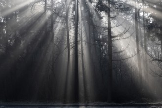 Rays of light in the forest, Emsland, Lower Saxony, Germany, Europe