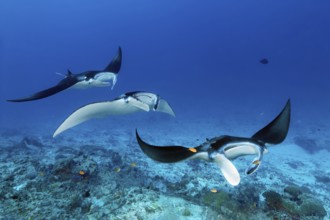 Three reef manta rays (Mobula alfredi), stingrays or whiptail rays (Dasyatidae), rays, swim one