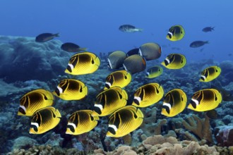 School of crescent butterflyfish Chaetodon lunula) swimming over coral reef, reef top, Great