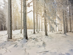 Forest in the snow and hoarfrost, Horben, Beinwil, Freiamt, Canton Aargau, Switzerland, Europe