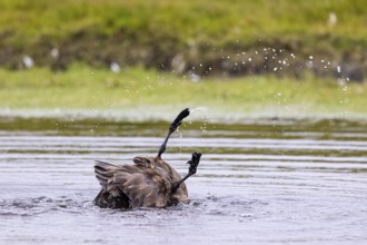 Great skua or skua (Stercorarius skua) bathing in a small pond, Shetland Islands, Great Britain