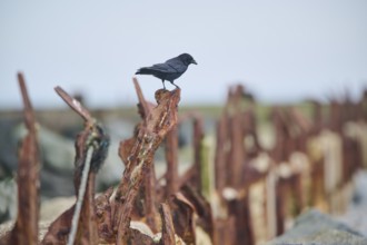 Carrion crow (Corvus corone), Düne, Helgoland, Schleswig-Holstein, Germany, Europe
