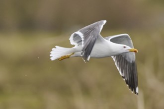 Yellow-legged gull (Larus michahellis) flying, Düne, Helgoland, Schleswig-Holstein, Germany, Europe