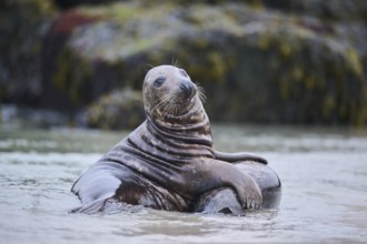 Grey seal (Halichoerus grypus) playing with each other in the water, sea, Düne, Helgoland,
