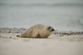 Grey seal (Halichoerus grypus) lying on the beach, Düne, Helgoland, Schleswig-Holstein, Germany,