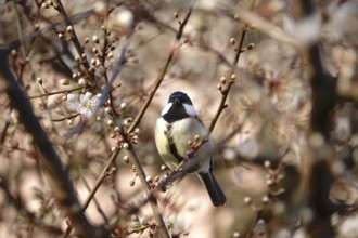 Great tit (Parus major), tree blossom, end of March, Germany, Europe