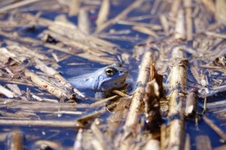 Male blue moor frog in the mating season, March, Saxony, Germany, Europe
