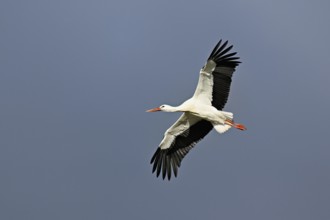 White stork (Ciconia ciconia), in flight, Switzerland, Europe