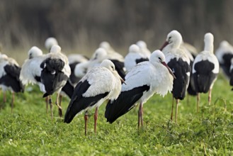 White storks (Ciconia ciconia), large flock standing in a meadow, Flachsee, Canton Aargau,