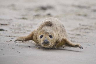 Grey seal (Halichoerus grypus) walking on the beach, Düne, Helgoland, Schleswig-Holstein, Germany,